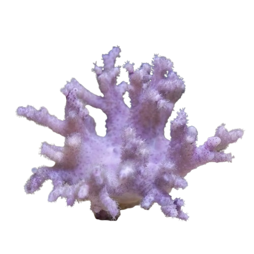 Finger Leather Coral