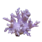 Finger Leather Coral