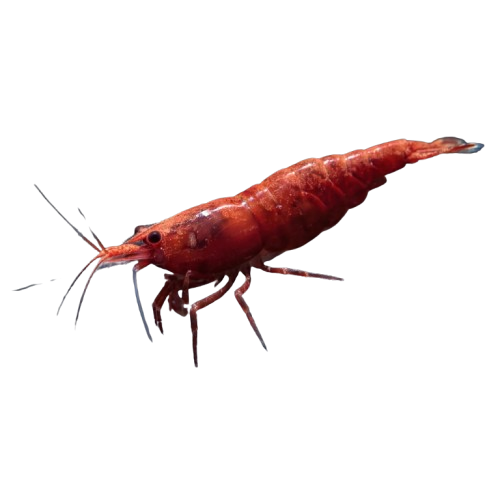 Fire Painted Red Cherry Shrimp