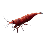 Fire Painted Red Cherry Shrimp