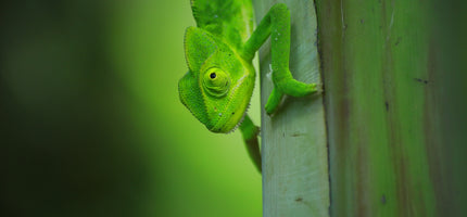 Reptiles