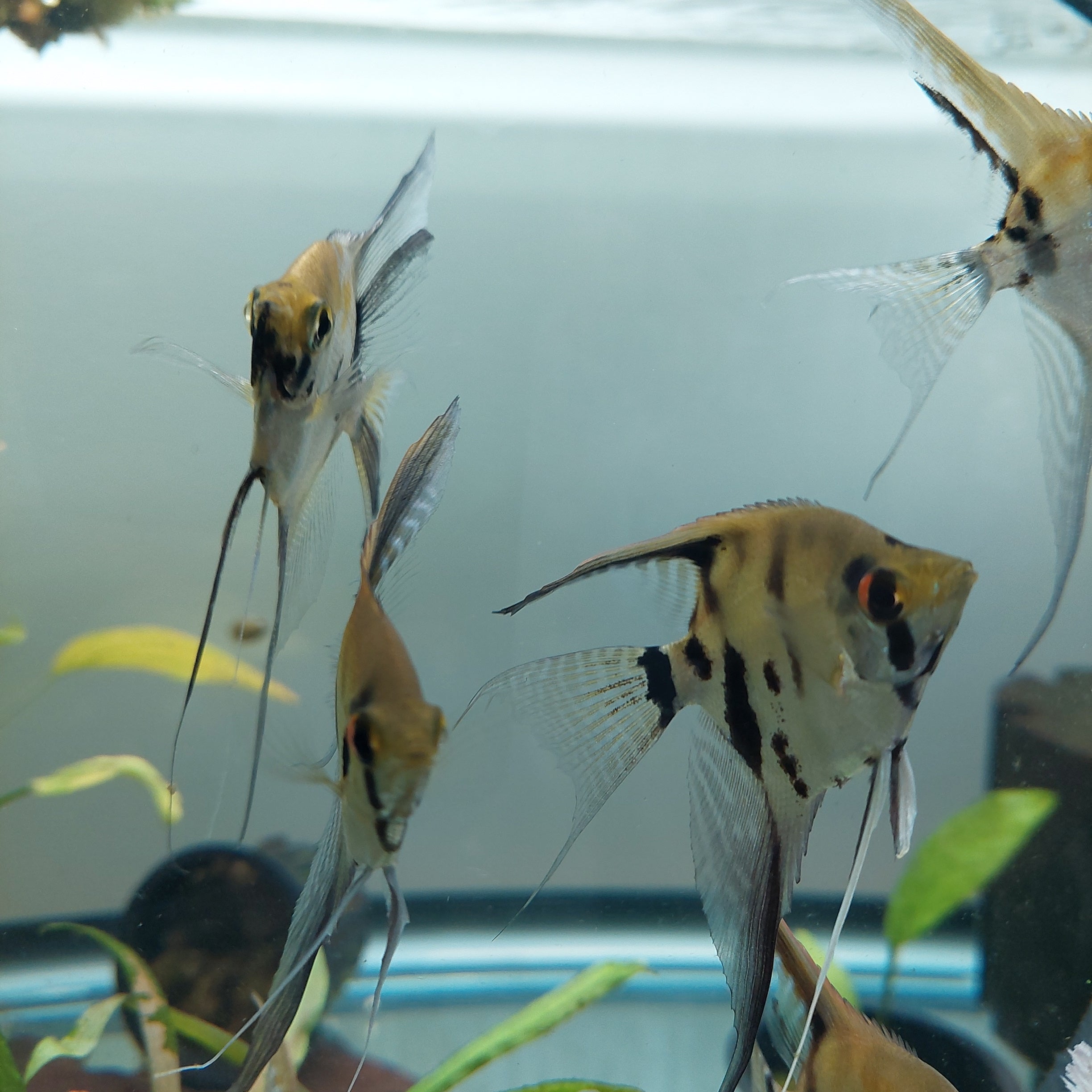 Marble Angelfish (store bred)