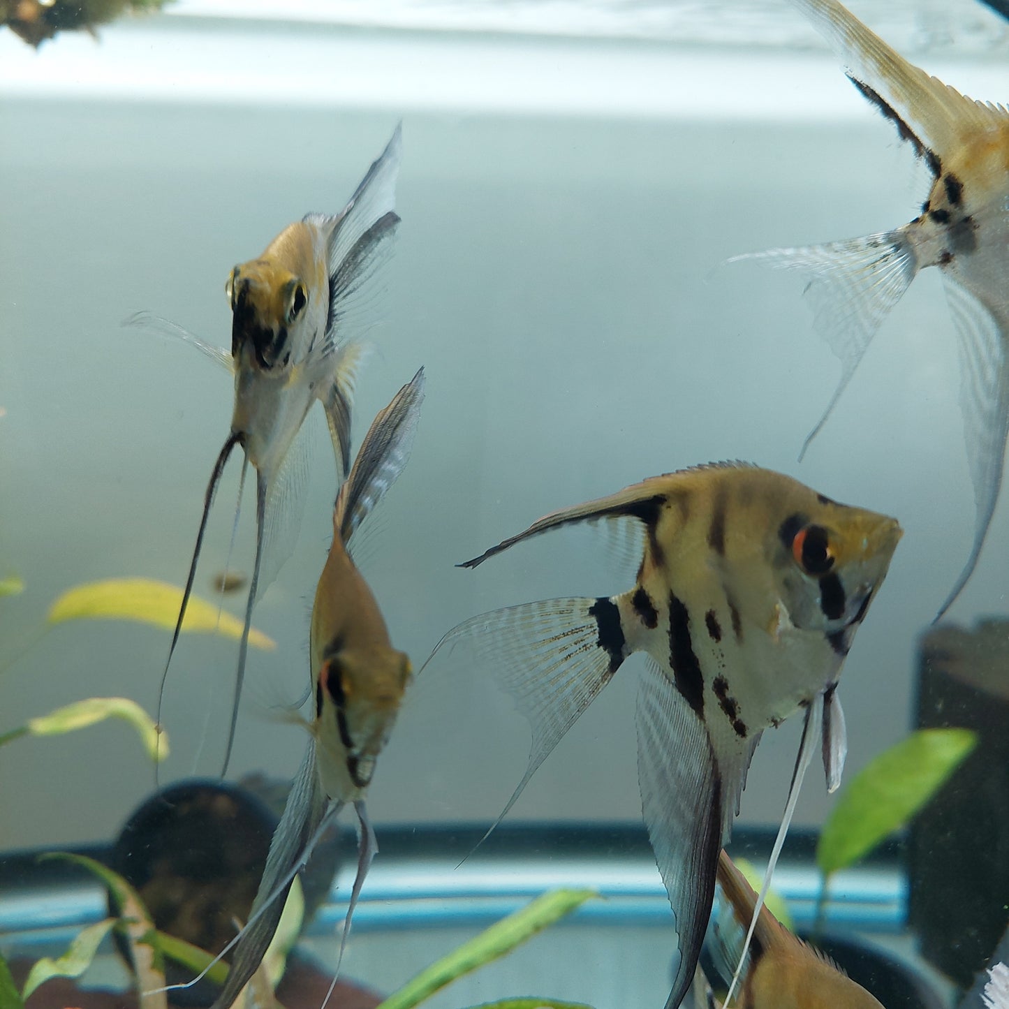 Marble Angelfish (store bred)
